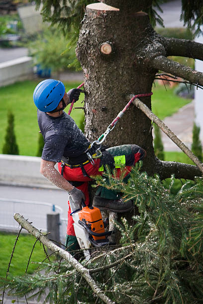 Best Stump Grinding and Removal  in Shady Side, MD